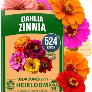HOME GROWN Zinnia Dahlia Seeds Pack - Non GMO 524 Flower Seeds